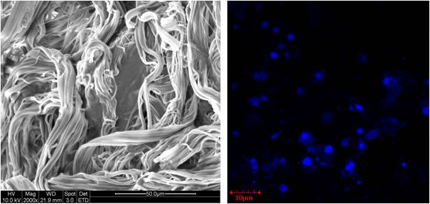 3d cell culture